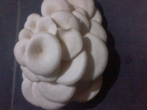 Manufacturers Exporters and Wholesale Suppliers of Oyster Mushroom Madurai Tamil Nadu